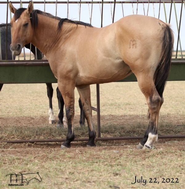 Royetta's 2020 Dun Colt